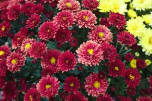 colorful crysanthemum in the garden