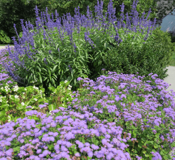 Purple flowers in a garden by Freddy & Co.