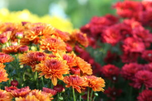 A closeup of orange, red, and yellow chrysanthemums