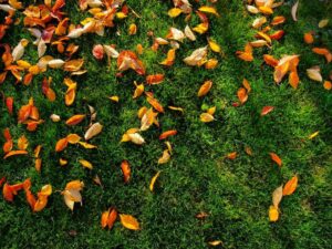 Colorful autumn leaves fallen on the green grass