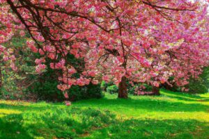 Cherry Blossom Tree in the Garden