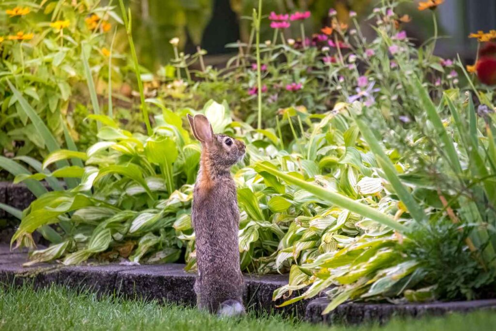 Rabbit looking at garden; 2024 Landscape Design Trends
