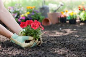 Woman planting Petunia flowers in her garden; Gardening Tips for Beginners